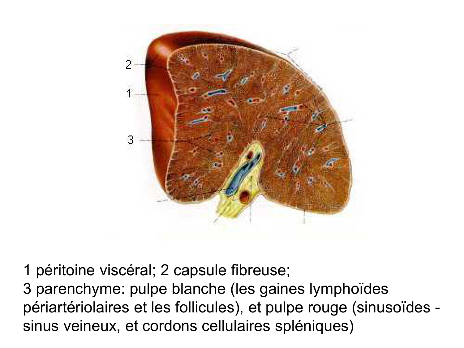 Abdomen gros intestin foie rate pancreas vascularisation page 66