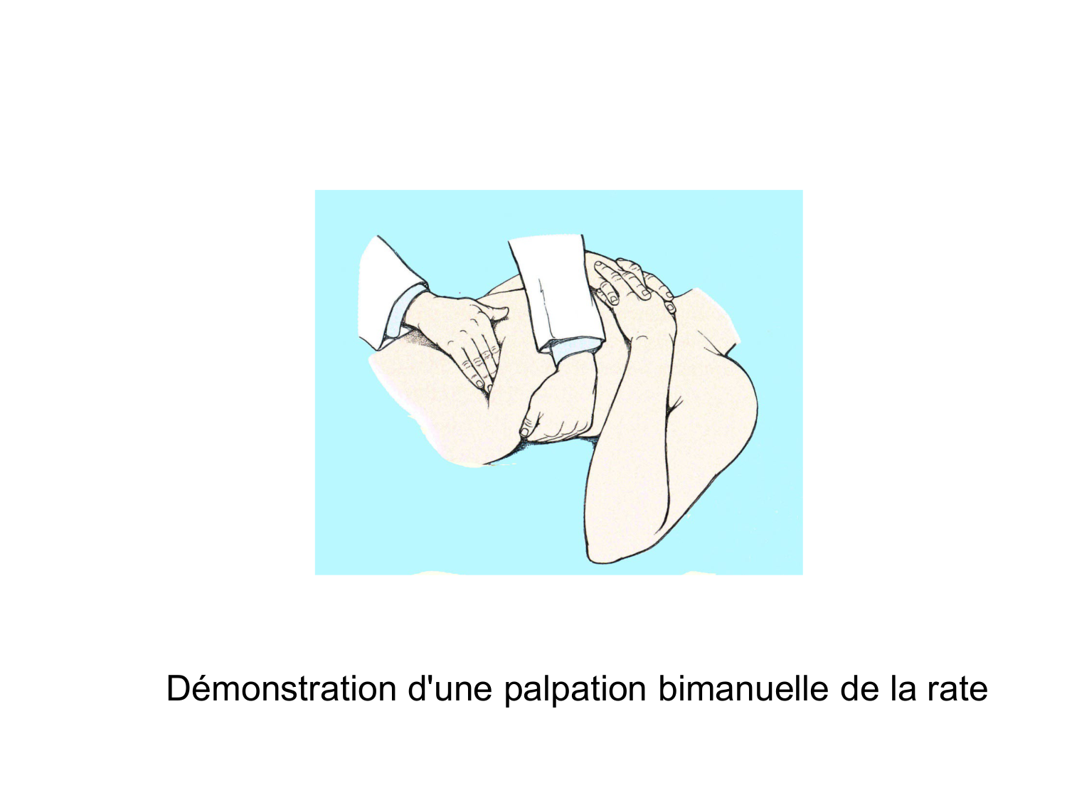 Abdomen gros intestin foie rate pancreas vascularisation page 74
