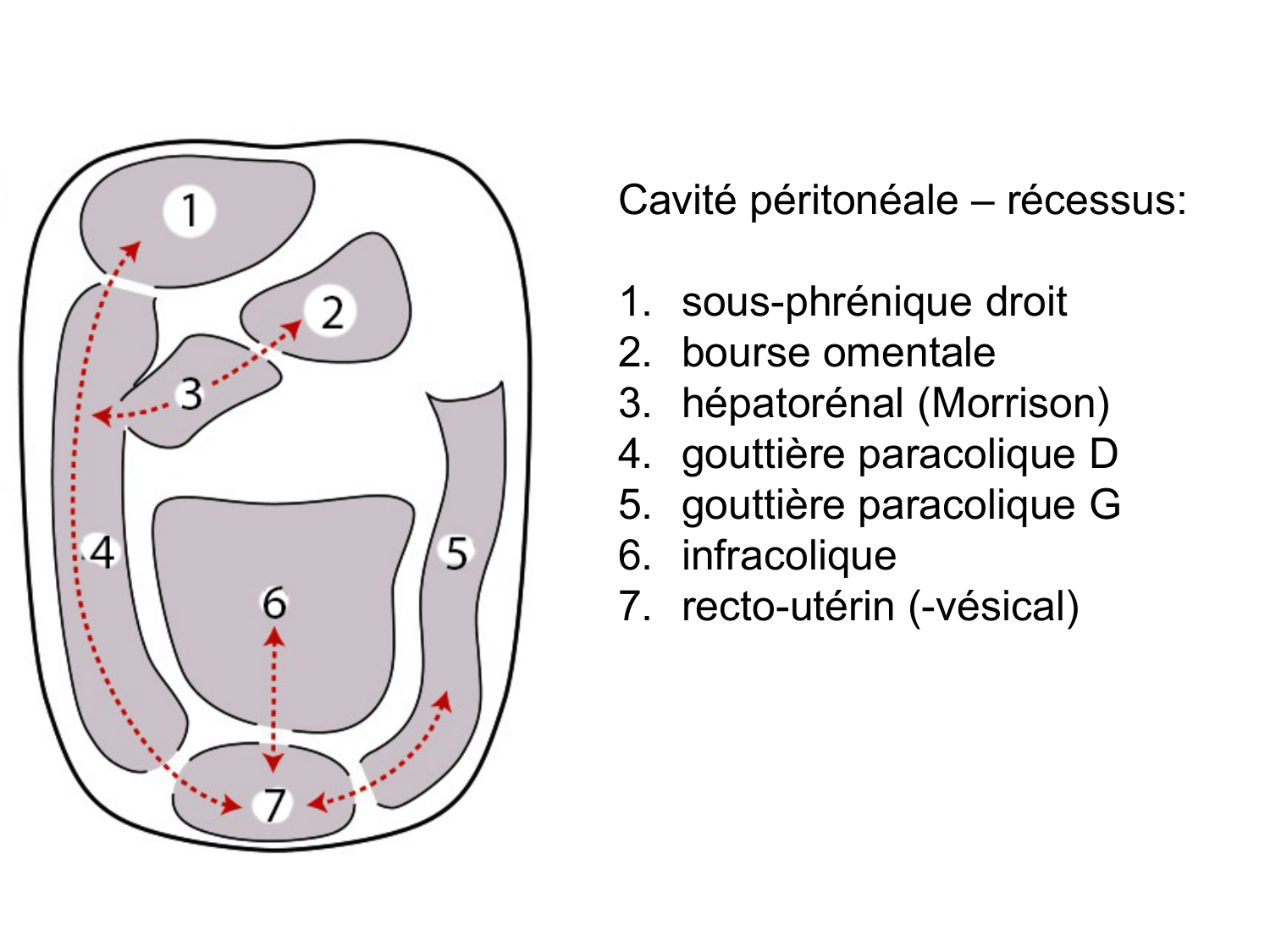 Abdomen gros intestin foie rate pancreas vascularisation page 83