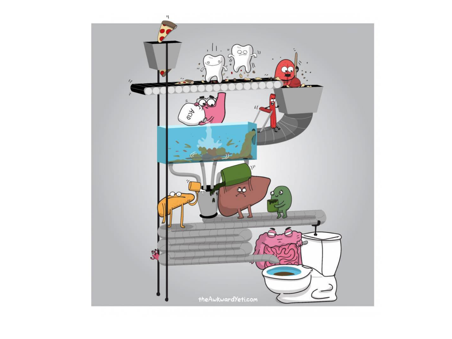 Abdomen gros intestin foie rate pancreas vascularisation page 88