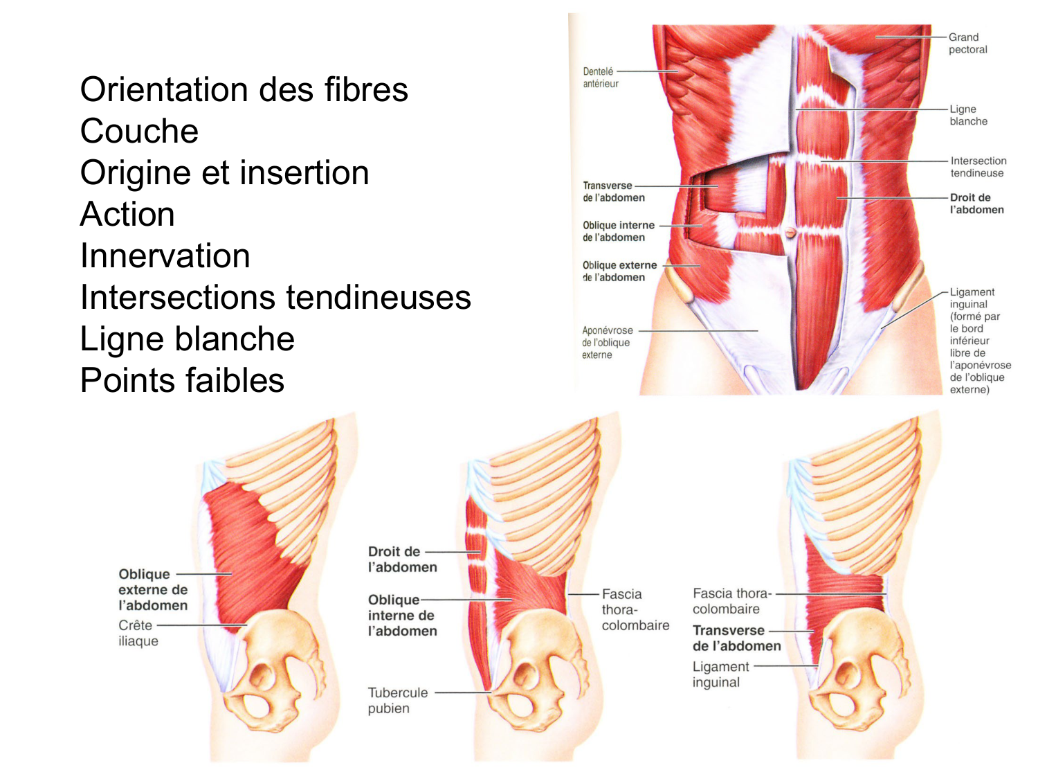 Abdomen paroi cavité tube digestif estomac et intestin grêle page 5