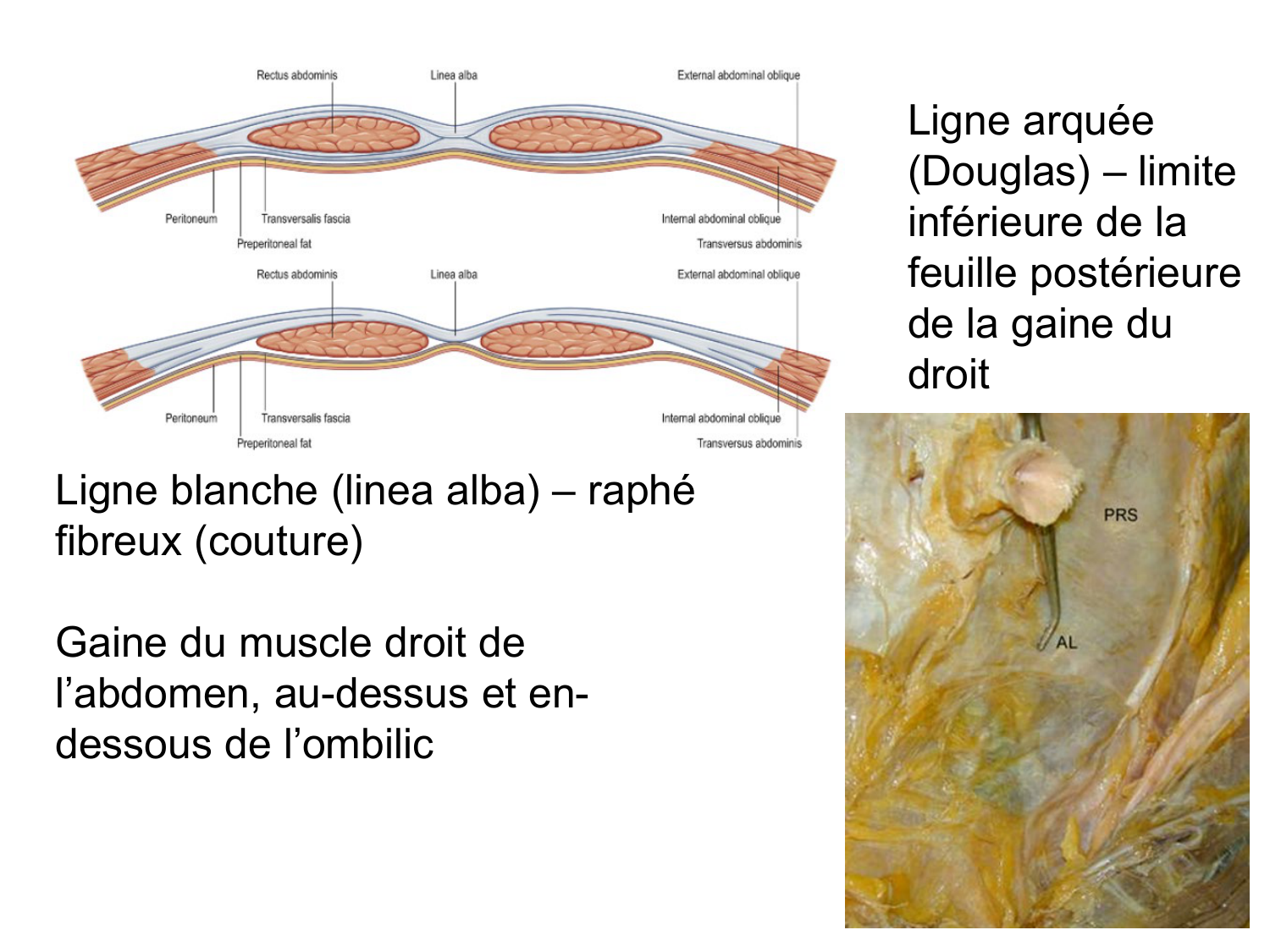 Abdomen paroi cavité tube digestif estomac et intestin grêle page 8