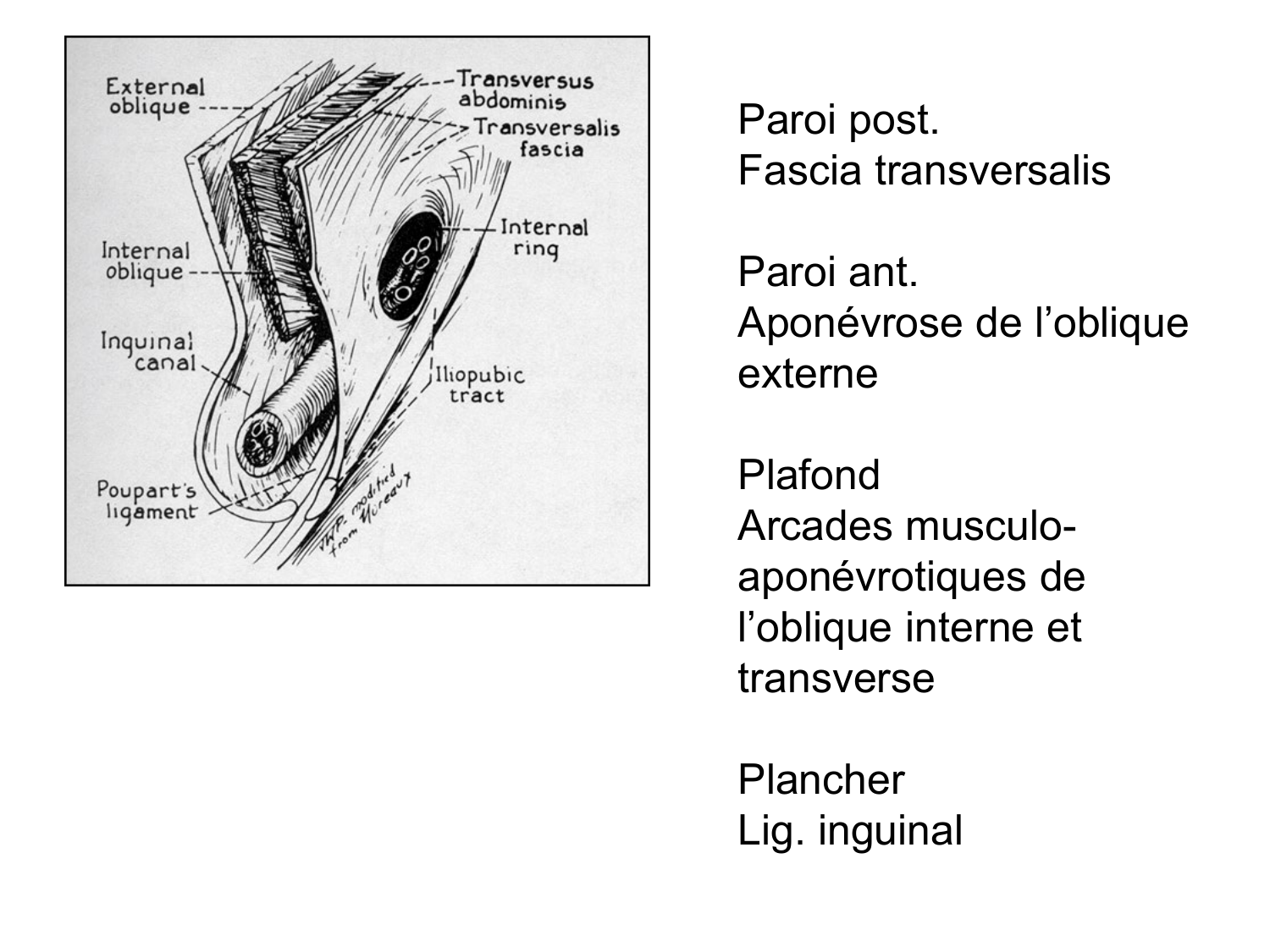 Abdomen paroi cavité tube digestif estomac et intestin grêle page 14