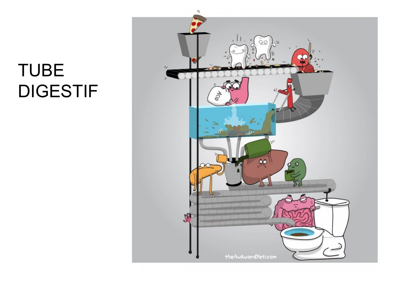 Abdomen paroi cavité tube digestif estomac et intestin grêle page 16