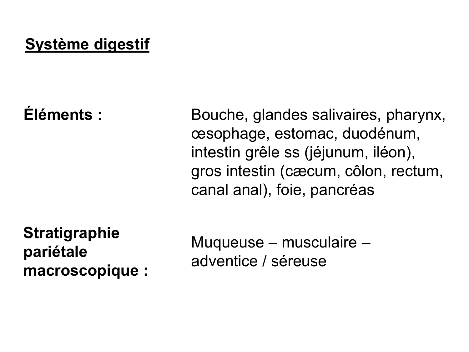 Abdomen paroi cavité tube digestif estomac et intestin grêle page 19