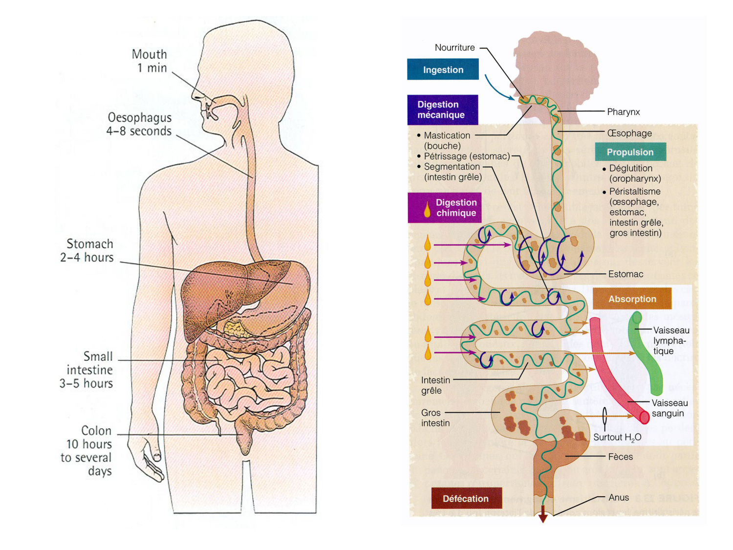Abdomen paroi cavité tube digestif estomac et intestin grêle page 20