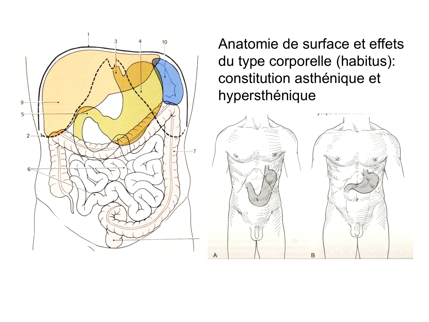 Abdomen paroi cavité tube digestif estomac et intestin grêle page 27