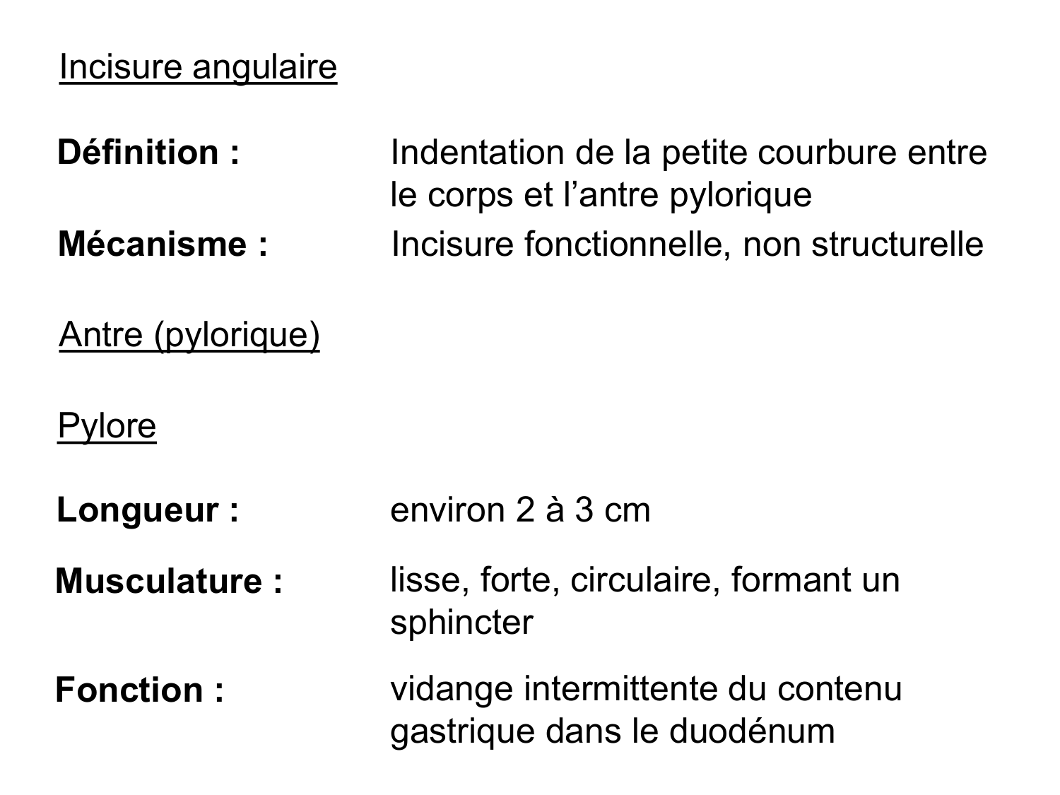 Abdomen paroi cavité tube digestif estomac et intestin grêle page 30