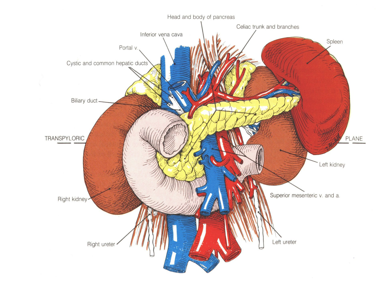 Abdomen paroi cavité tube digestif estomac et intestin grêle page 36