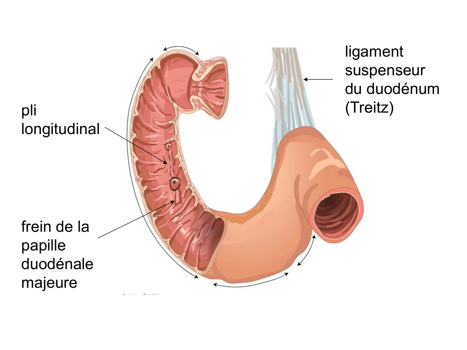 Abdomen paroi cavité tube digestif estomac et intestin grêle page 41