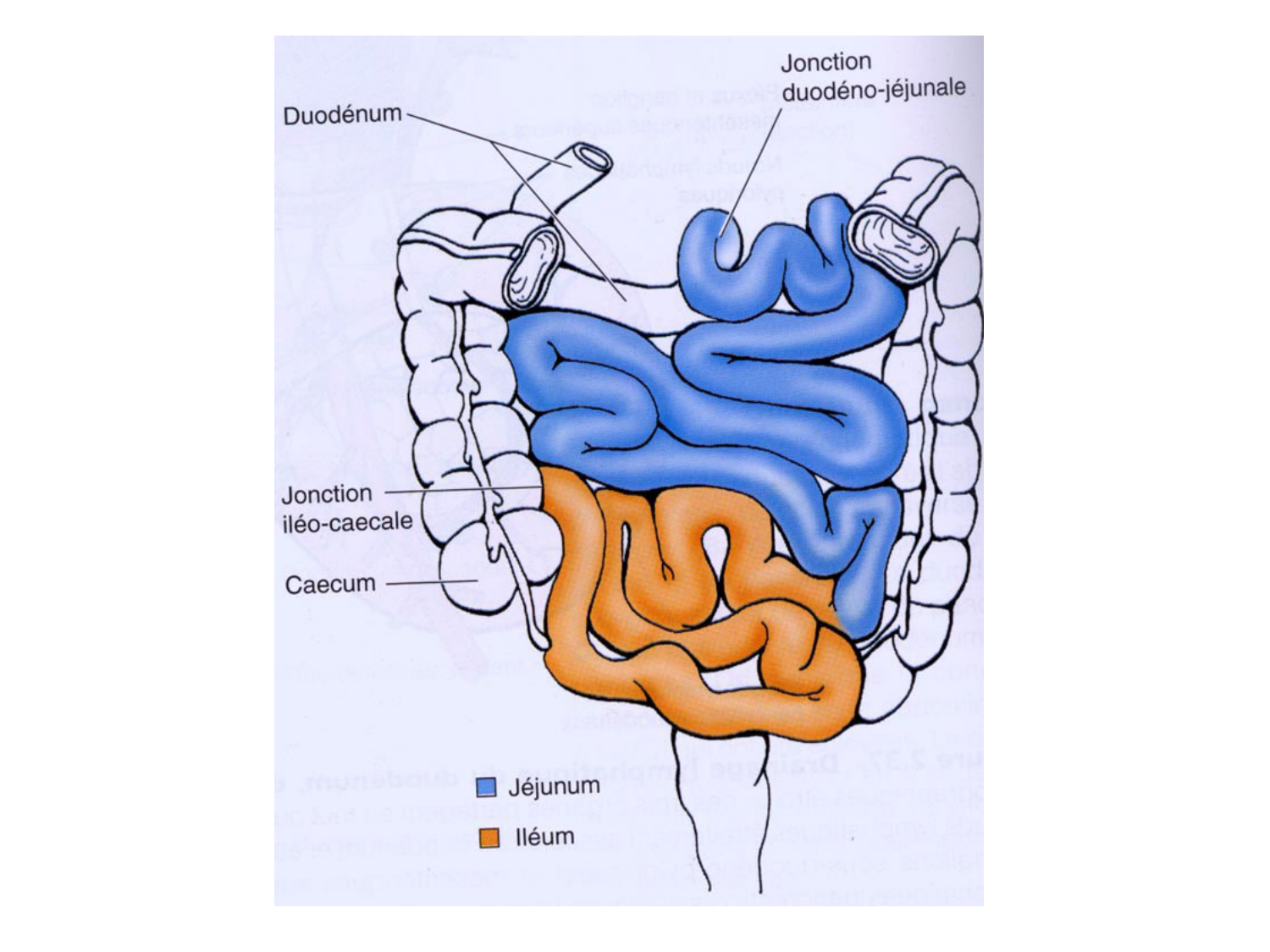 Abdomen paroi cavité tube digestif estomac et intestin grêle page 44