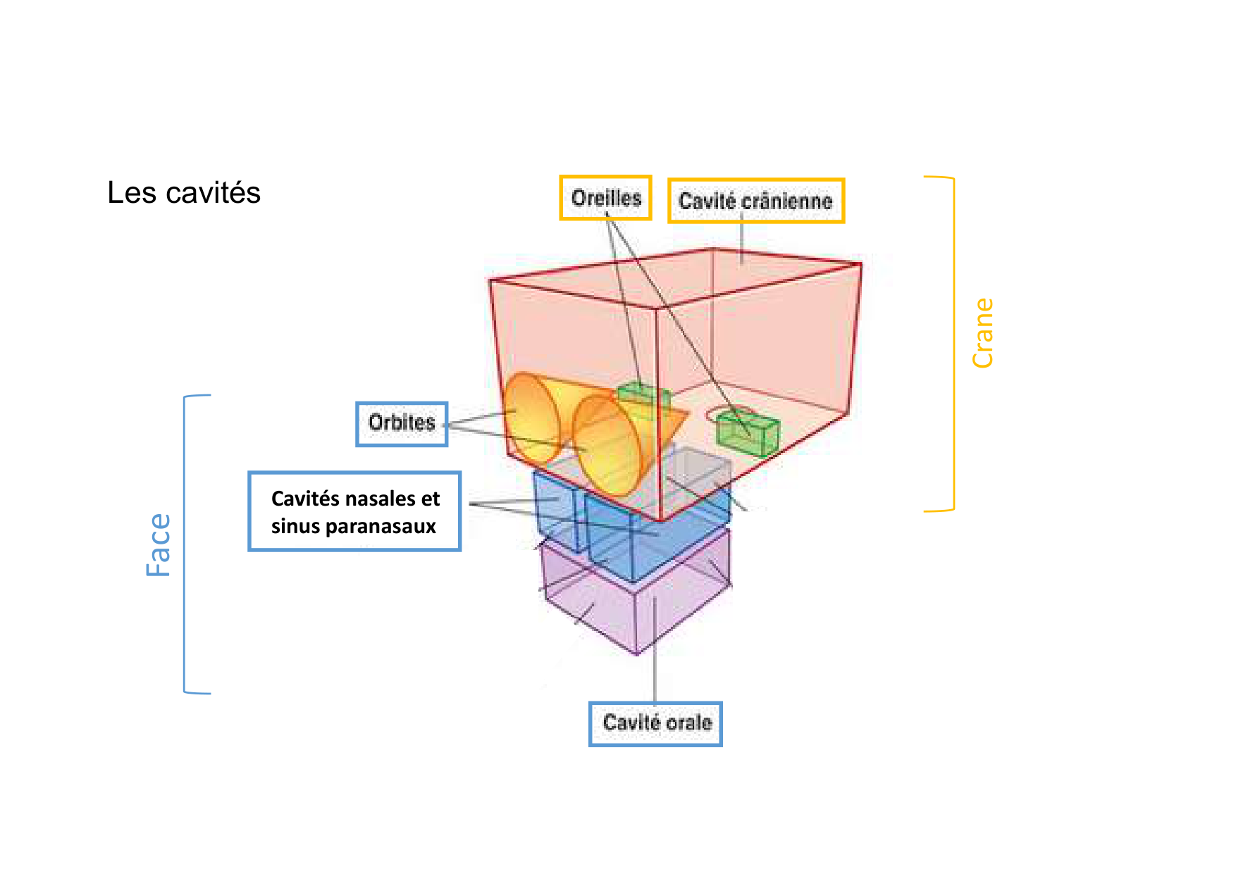 Anatomie de la tete 1 2025 2026 page 7