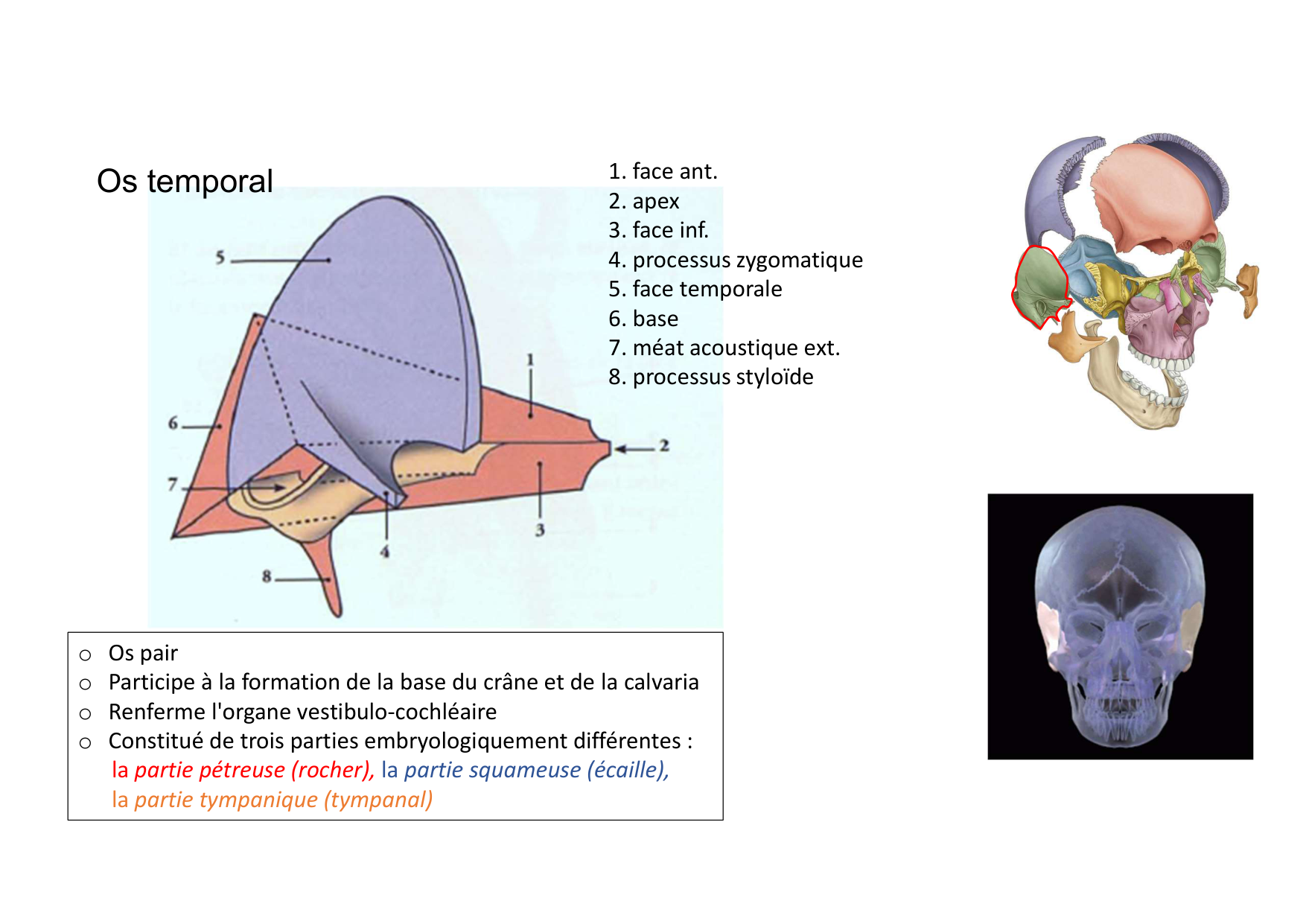 Anatomie de la tete 1 2025 2026 page 19