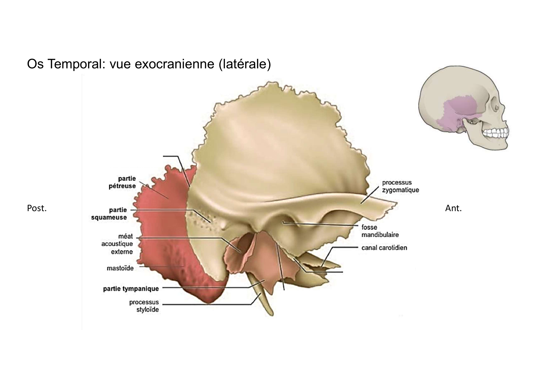 Anatomie de la tete 1 2025 2026 page 20
