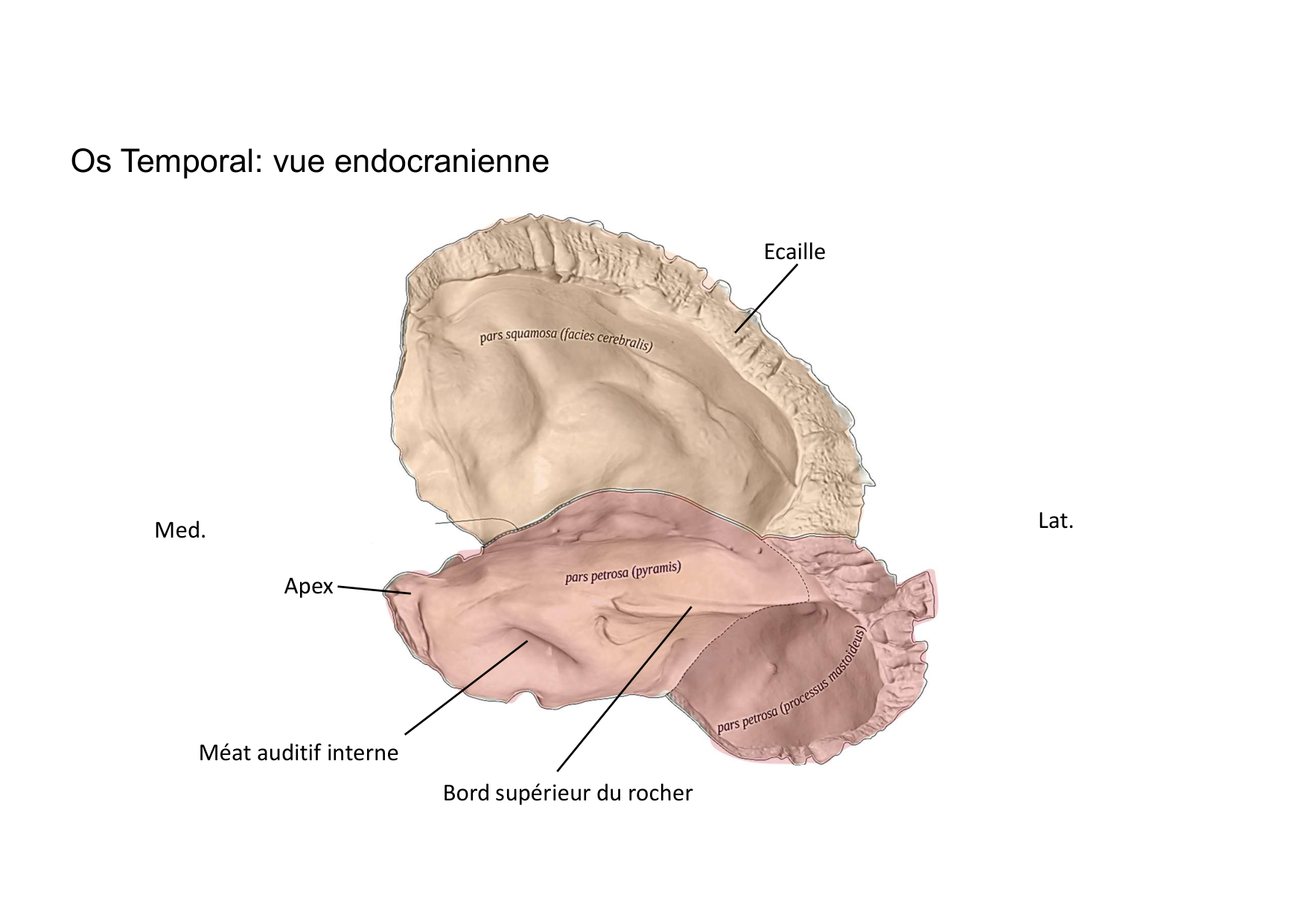 Anatomie de la tete 1 2025 2026 page 21