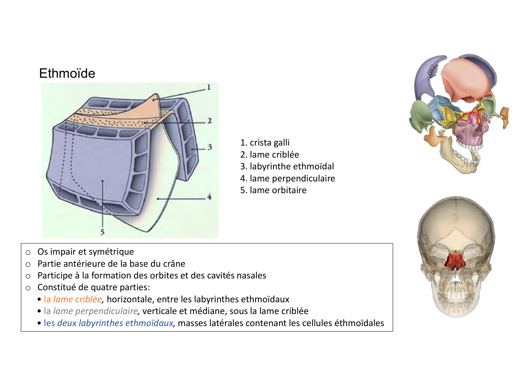 Anatomie de la tete 1 2025 2026 page 22