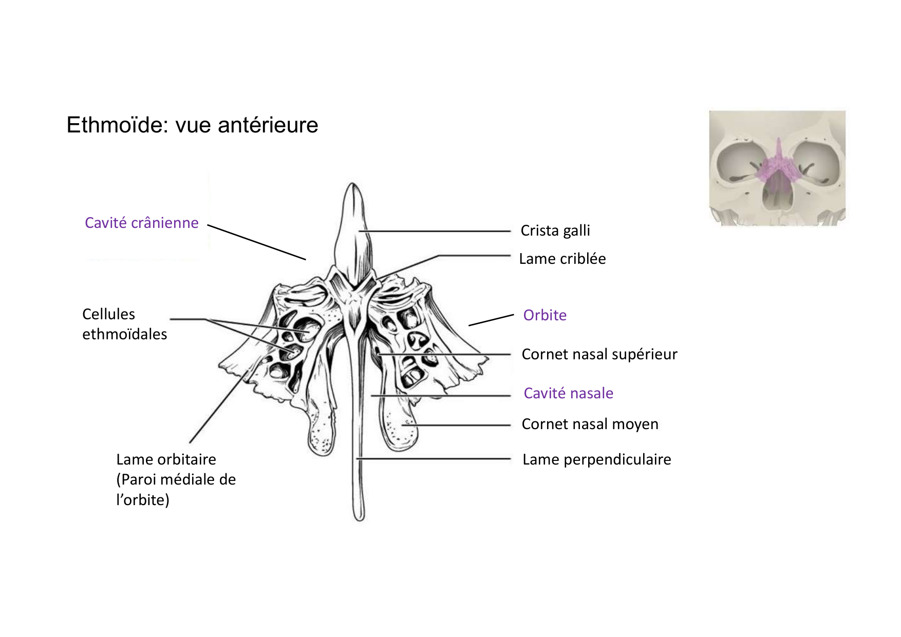 Anatomie de la tete 1 2025 2026 page 23