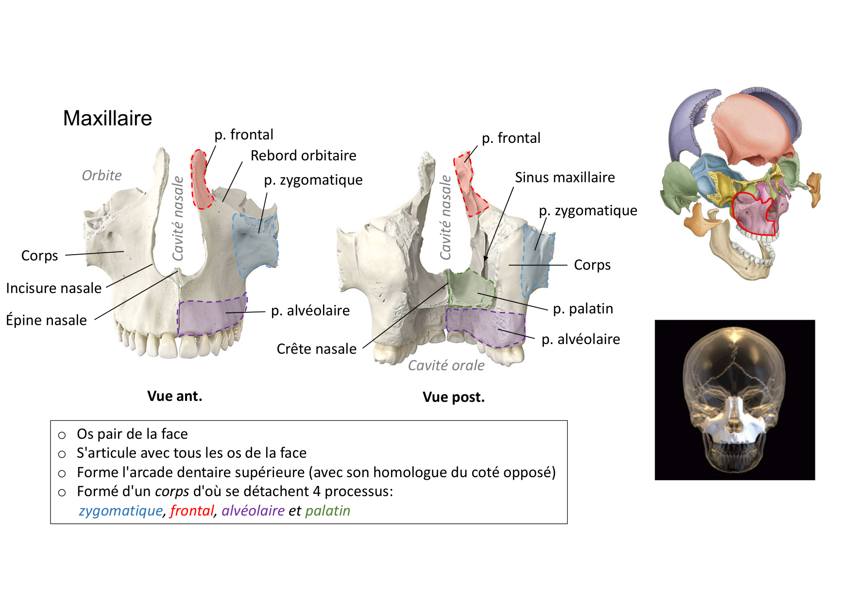 Anatomie de la tete 1 2025 2026 page 24