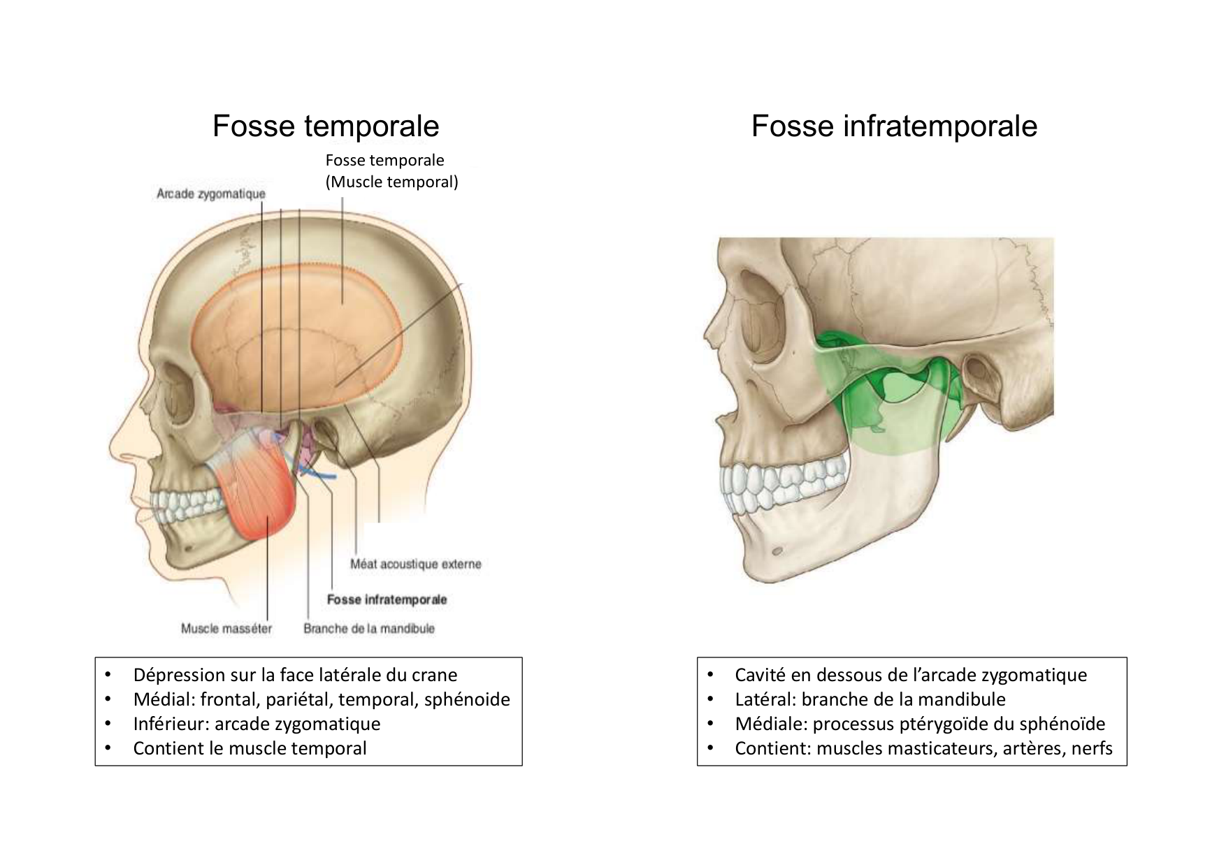 Anatomie de la tete 1 2025 2026 page 28