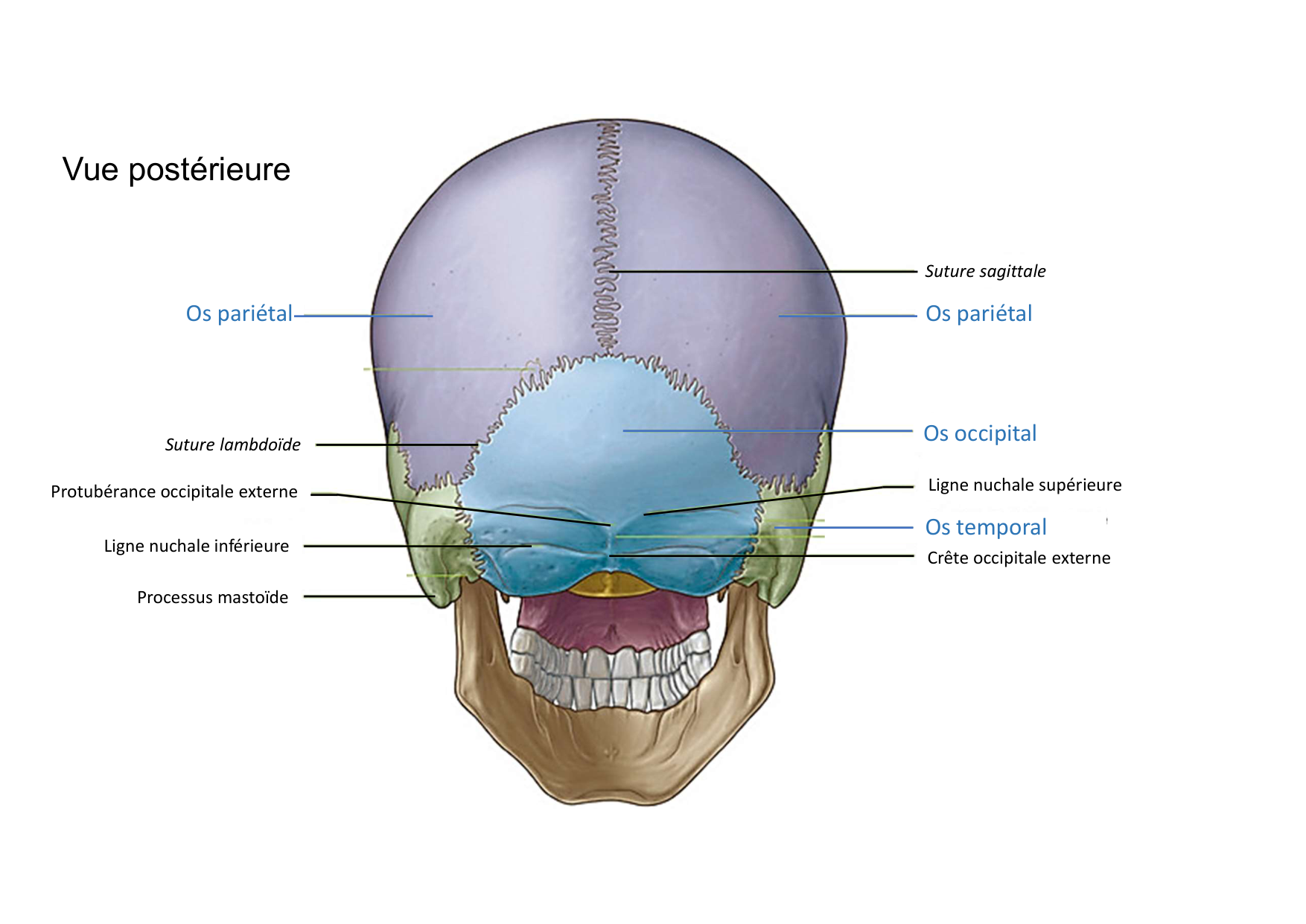 Anatomie de la tete 1 2025 2026 page 29