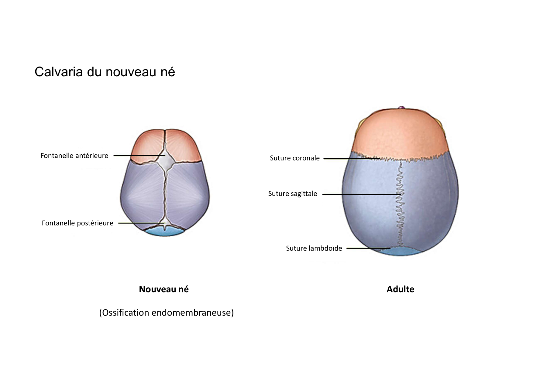 Anatomie de la tete 1 2025 2026 page 34
