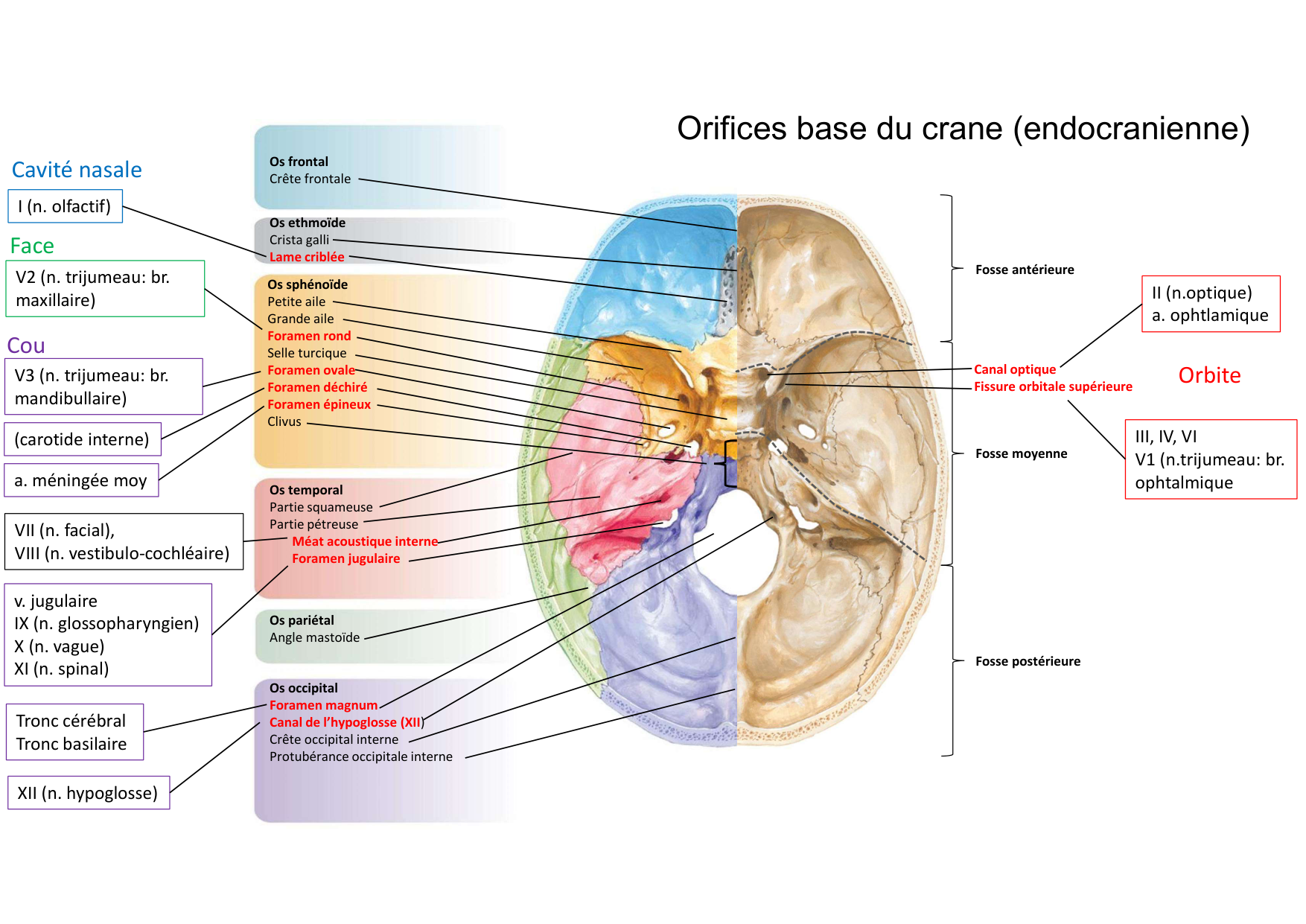 Anatomie de la tete 1 2025 2026 page 40