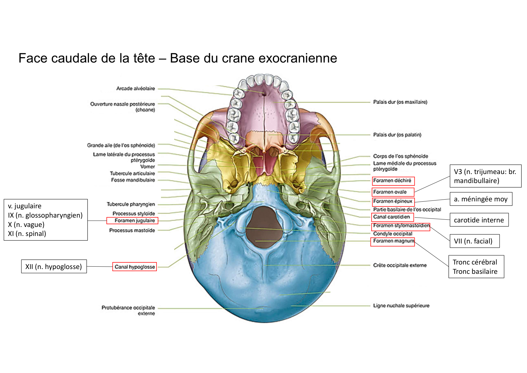 Anatomie de la tete 1 2025 2026 page 42