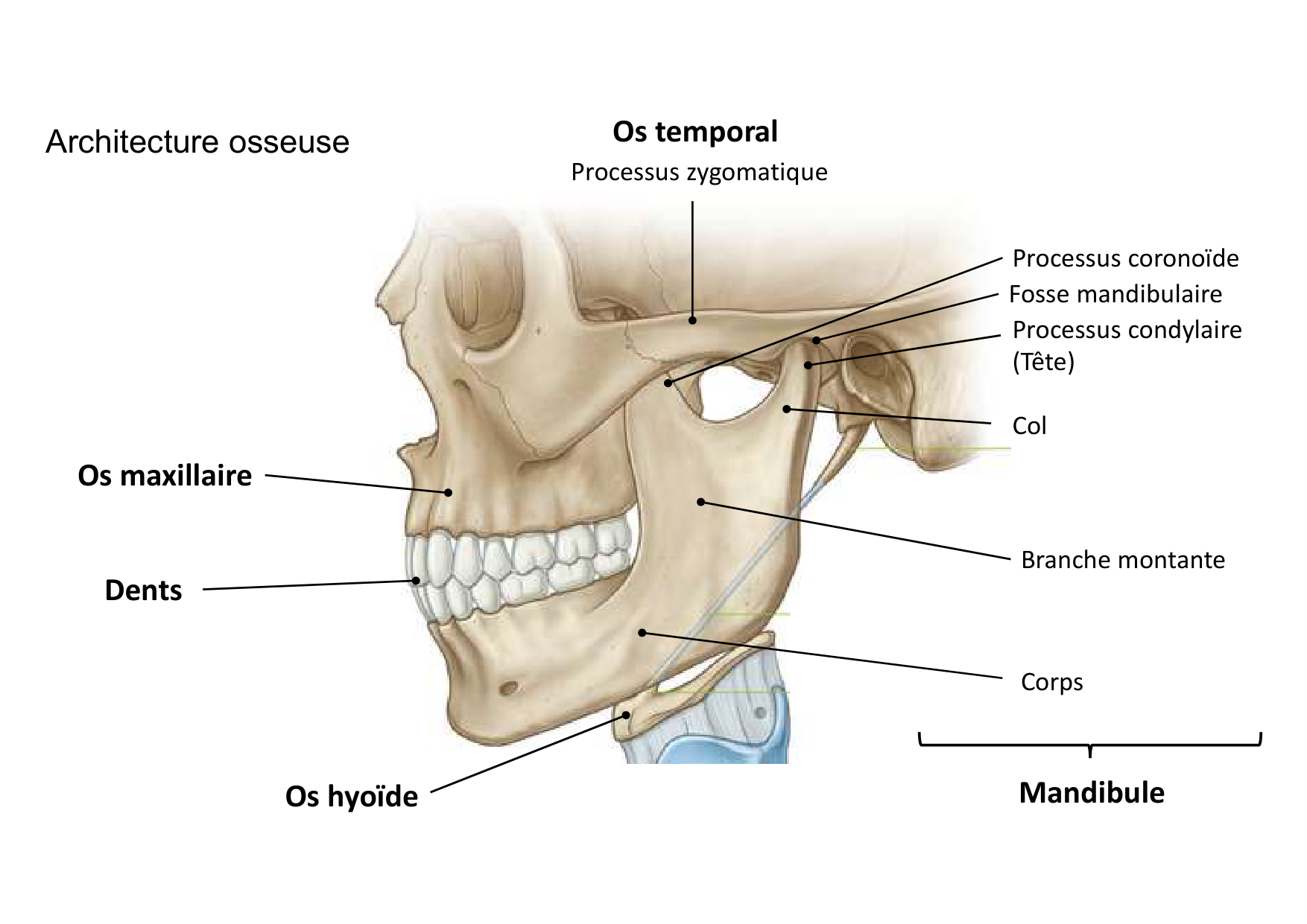 Anatomie de la tete 1 2025 2026 page 48