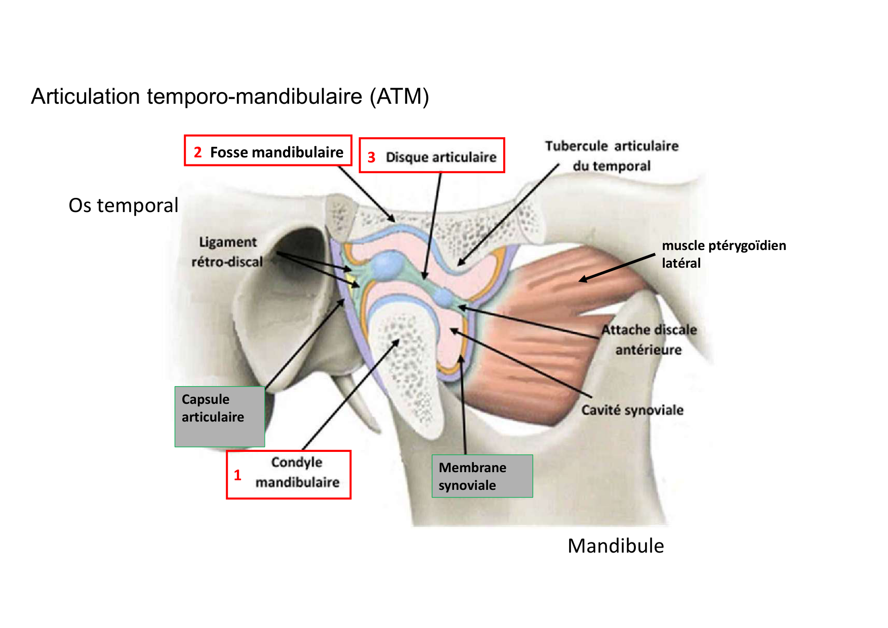 Anatomie de la tete 1 2025 2026 page 49