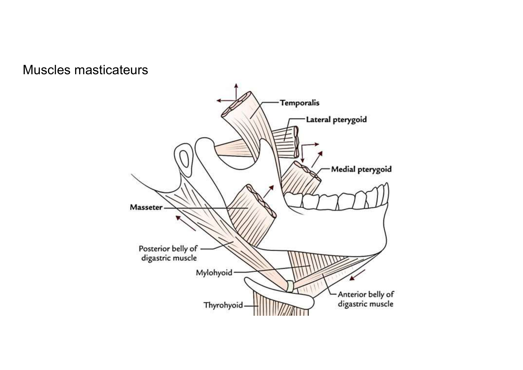 Anatomie de la tete 1 2025 2026 page 52