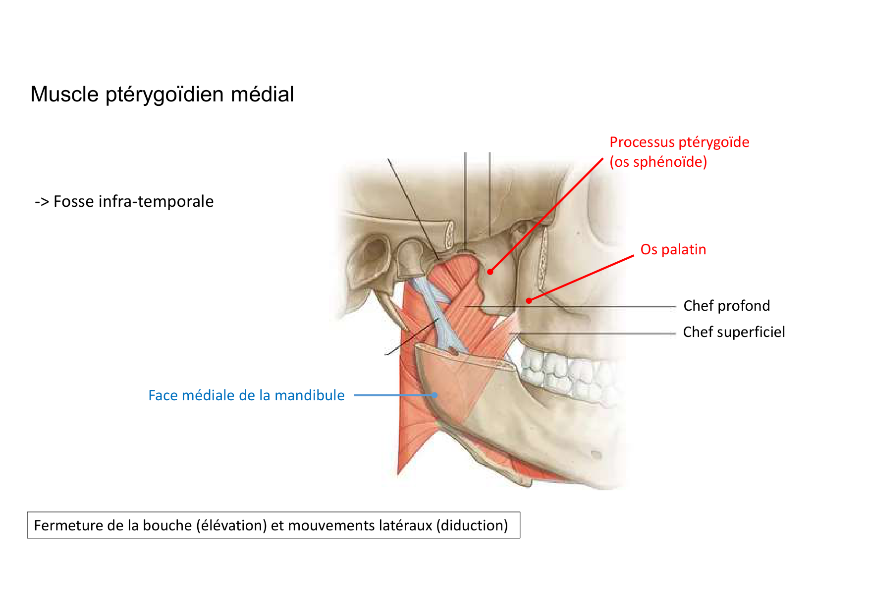 Anatomie de la tete 1 2025 2026 page 55