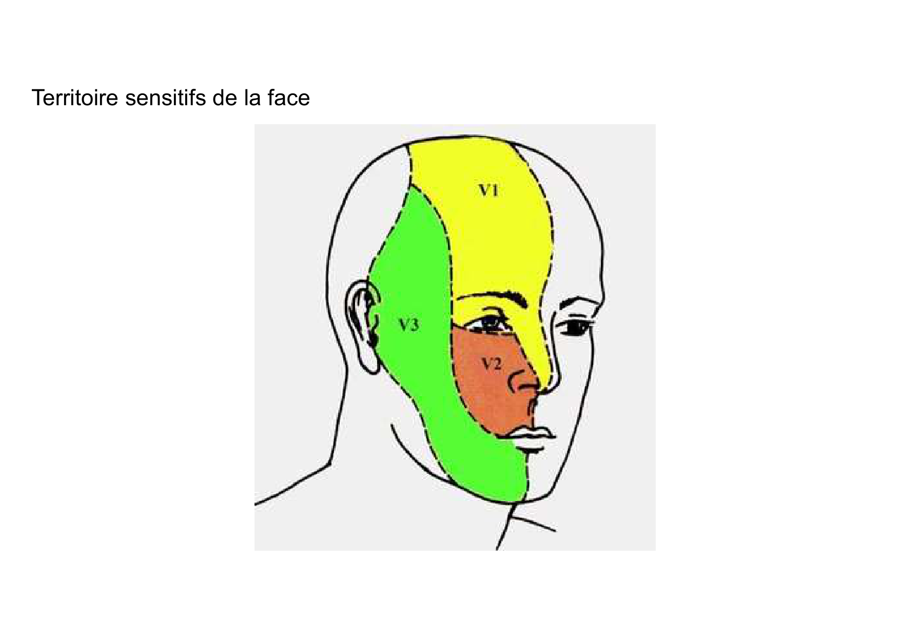 Anatomie de la tete 1 2025 2026 page 69