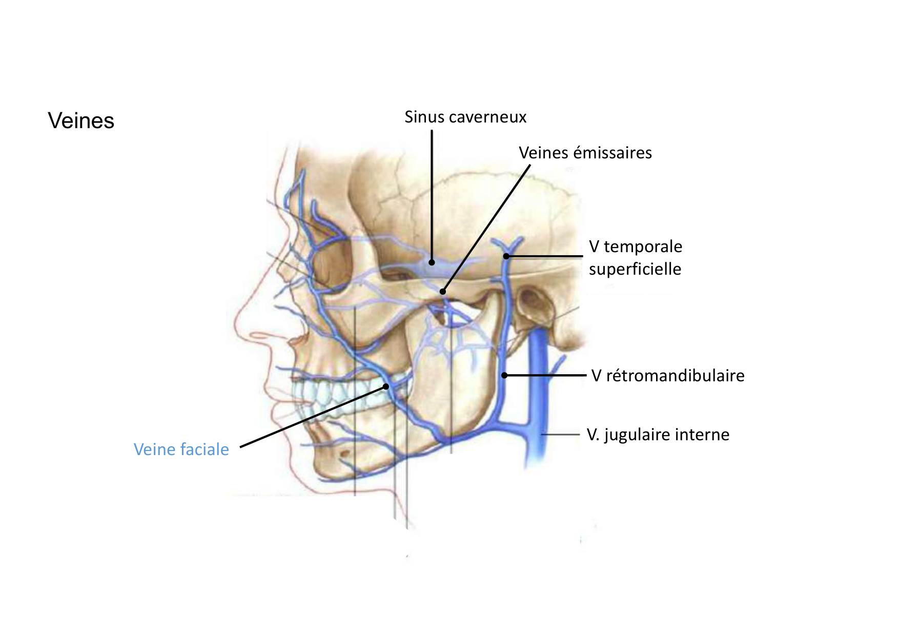 Anatomie de la tete 1 2025 2026 page 72