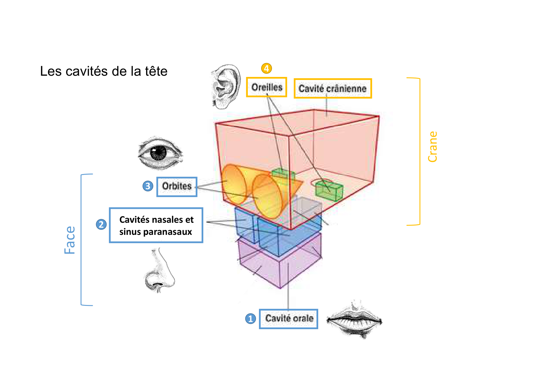 Anatomie de la tete 2 2025 2026 page 4