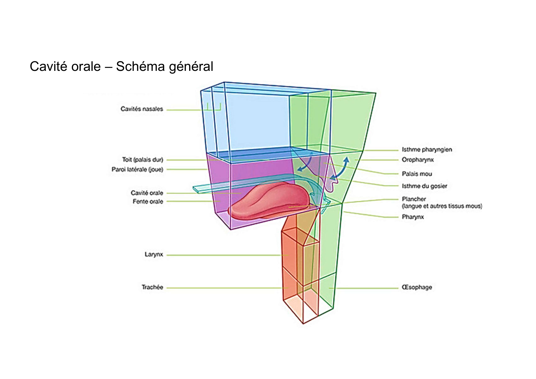 Anatomie de la tete 2 2025 2026 page 6