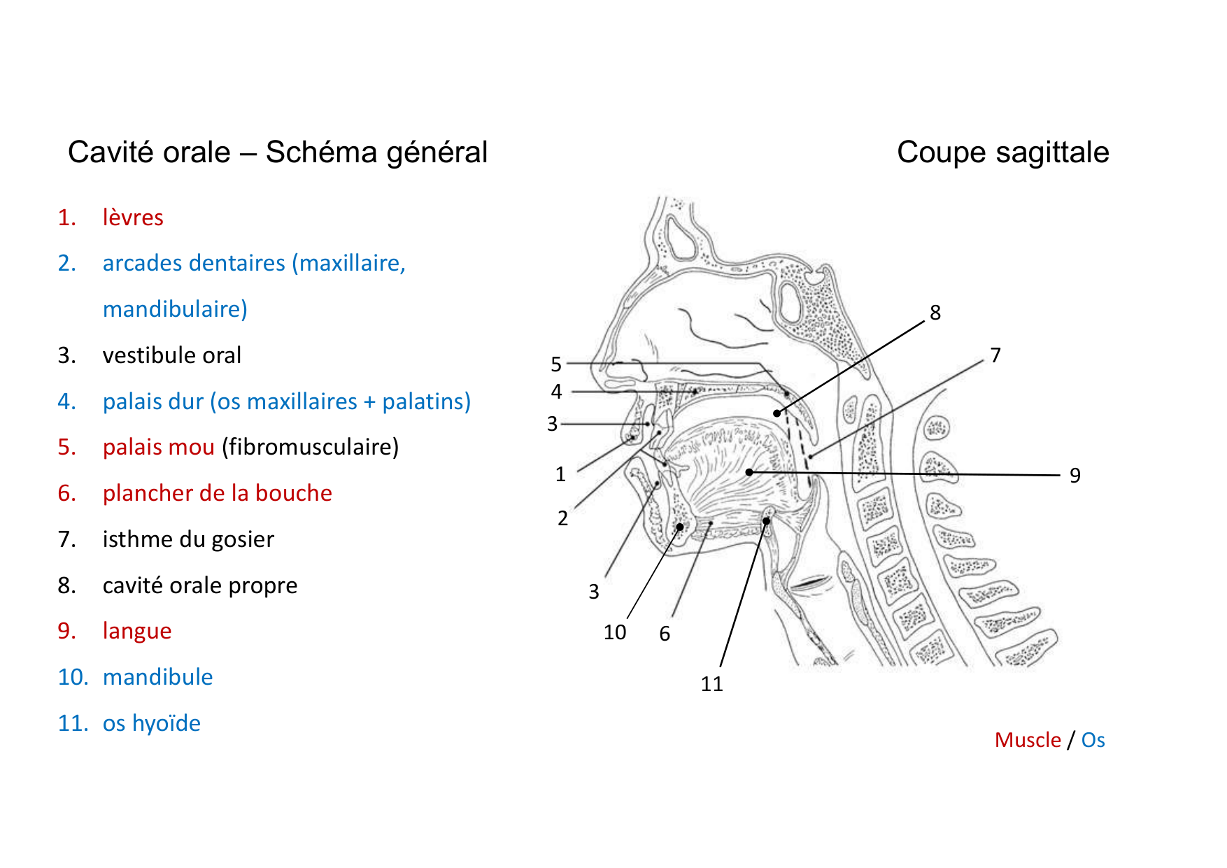 Anatomie de la tete 2 2025 2026 page 8