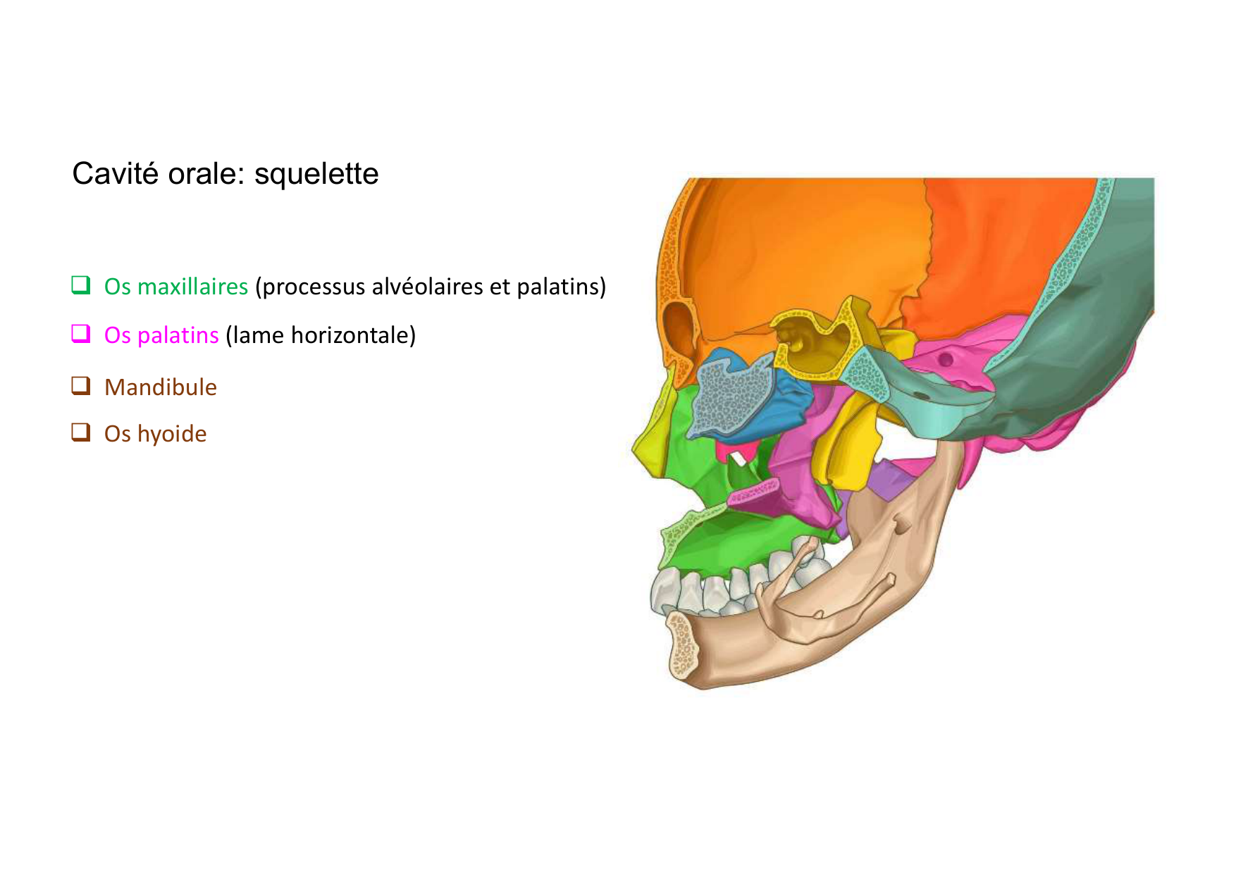 Anatomie de la tete 2 2025 2026 page 9