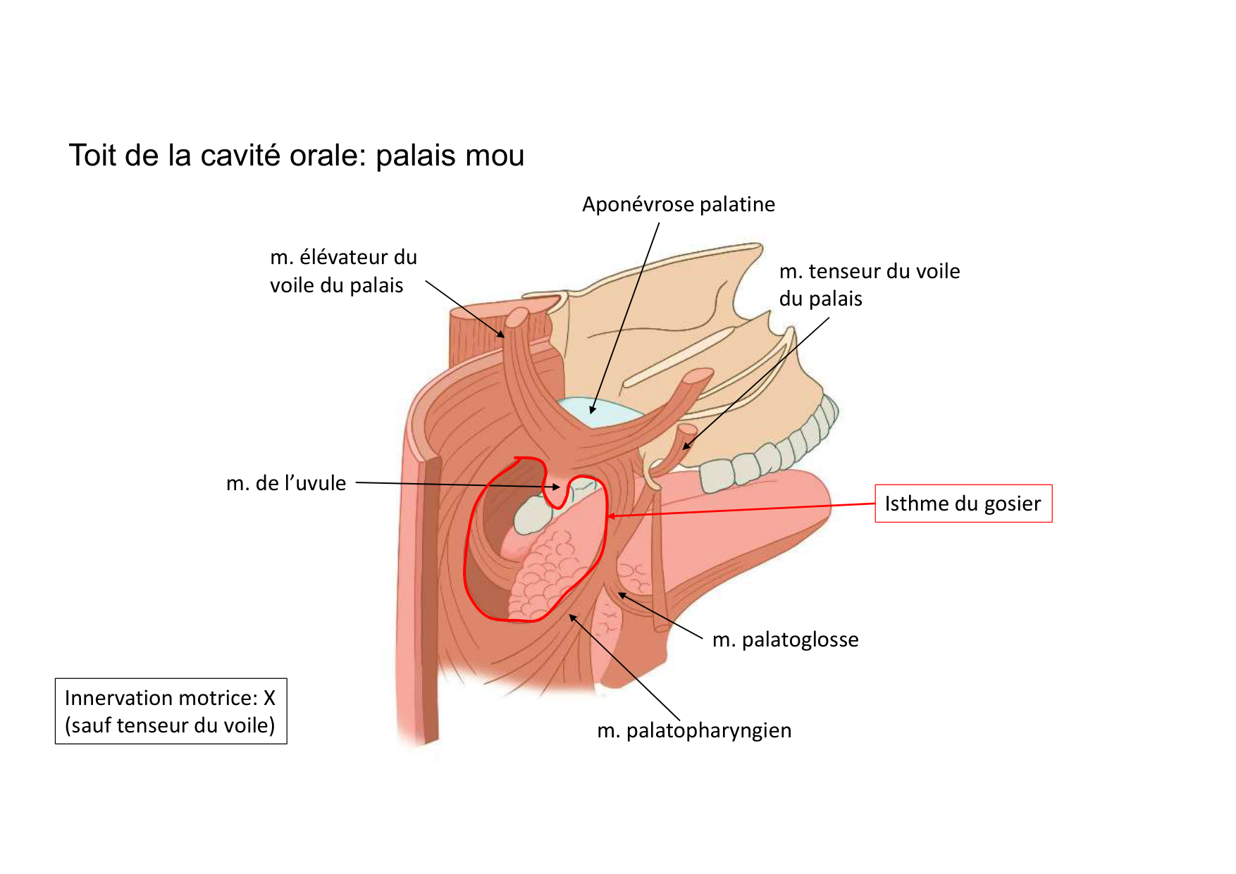 Anatomie de la tete 2 2025 2026 page 14