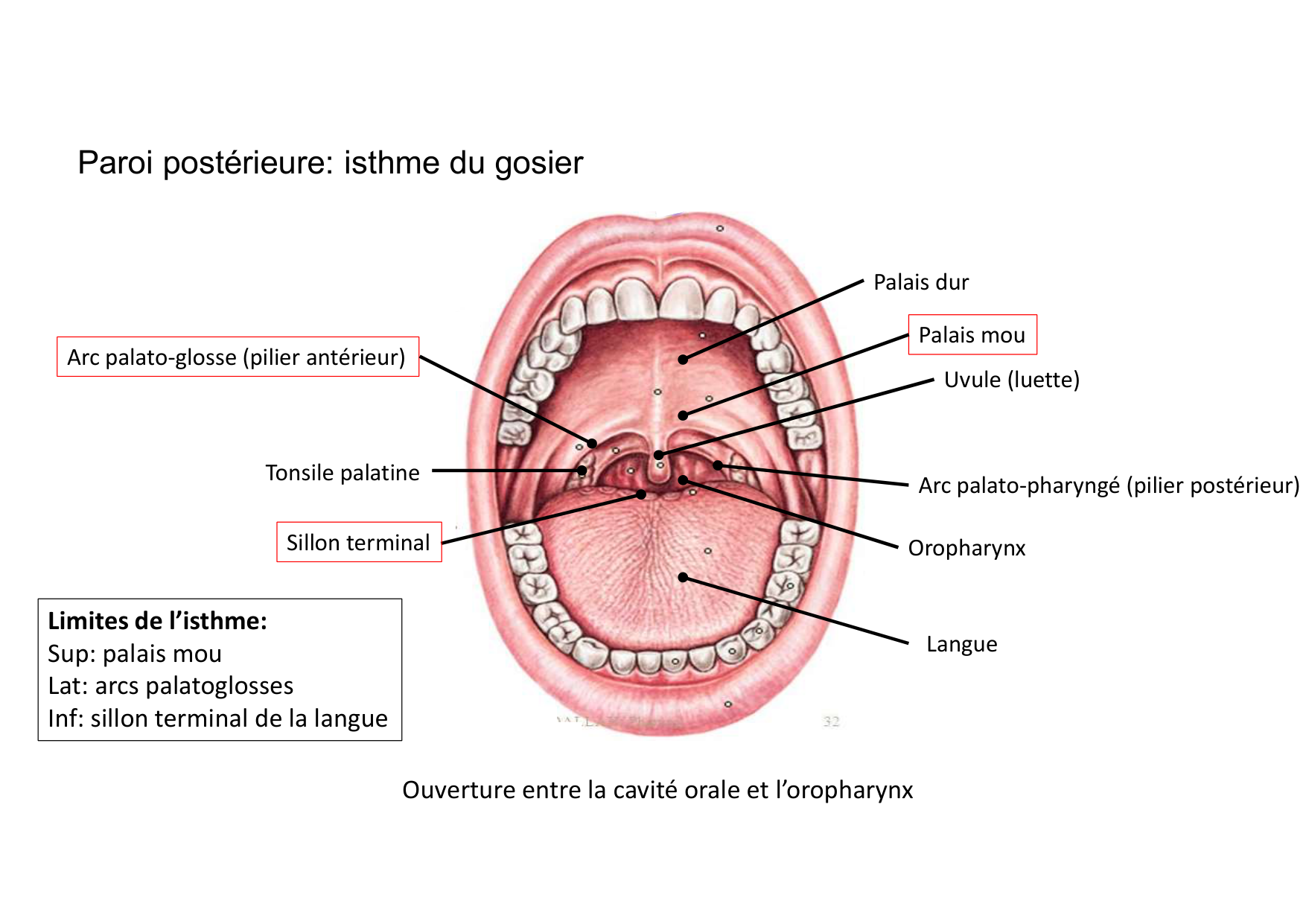 Anatomie de la tete 2 2025 2026 page 15