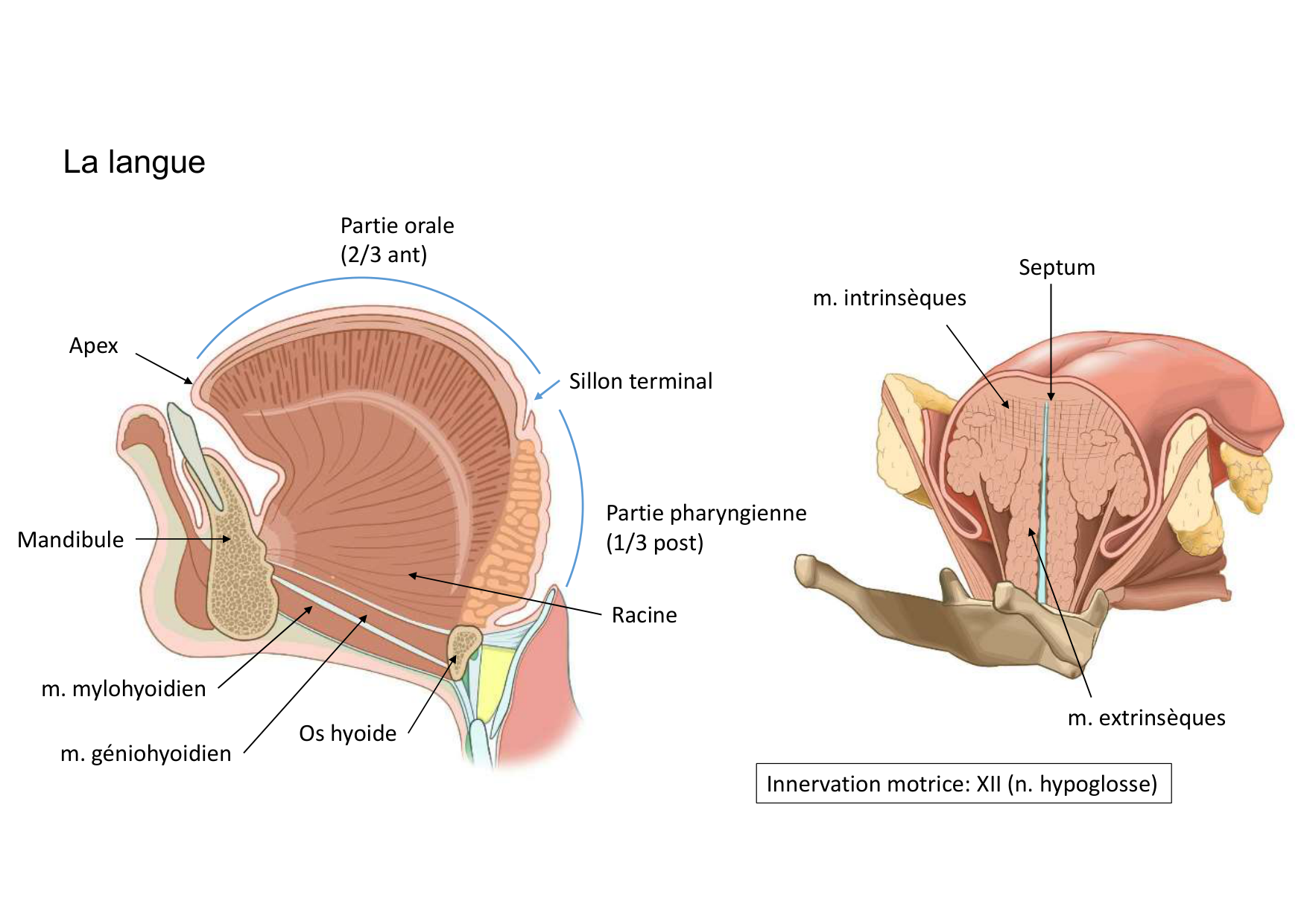 Anatomie de la tete 2 2025 2026 page 18