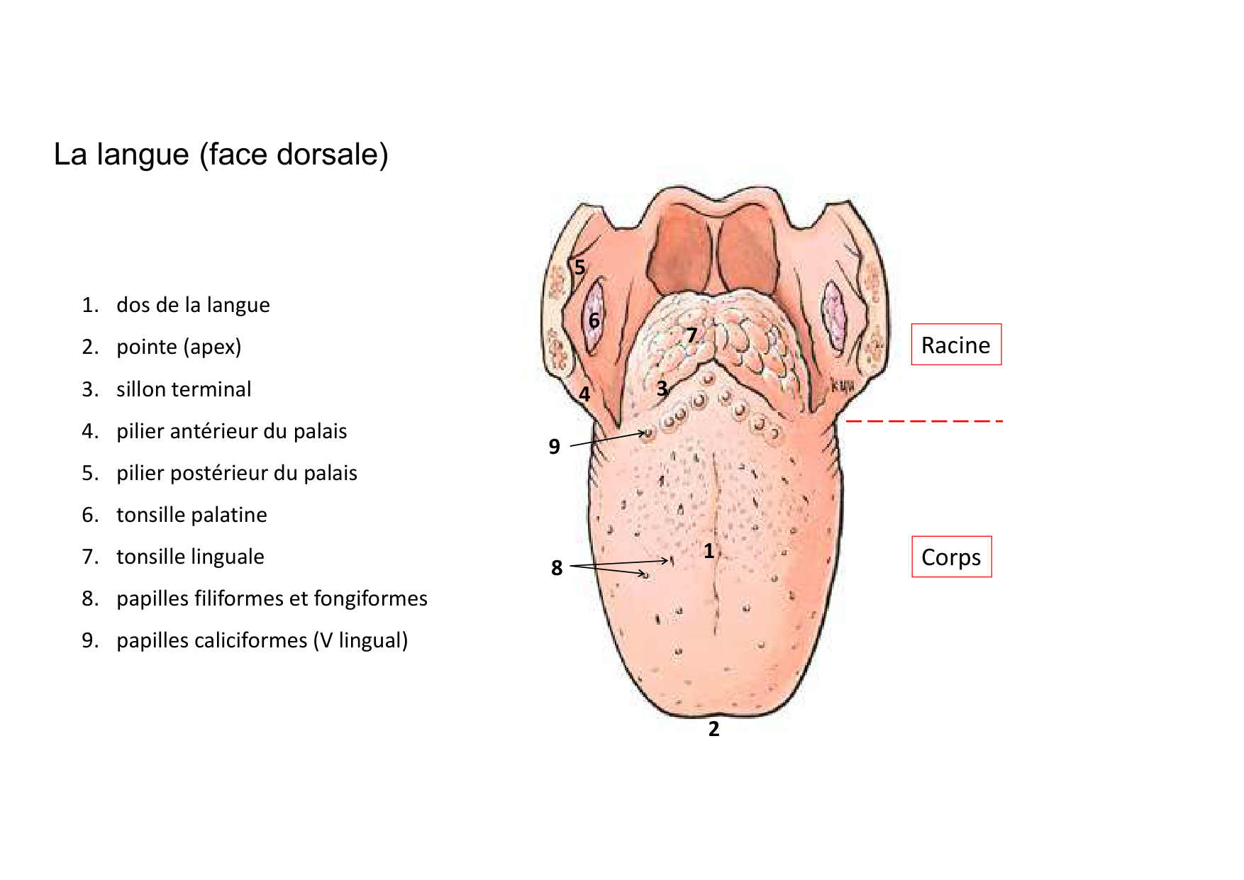 Anatomie de la tete 2 2025 2026 page 19