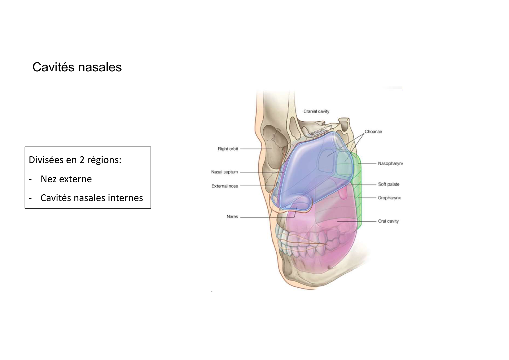 Anatomie de la tete 2 2025 2026 page 26