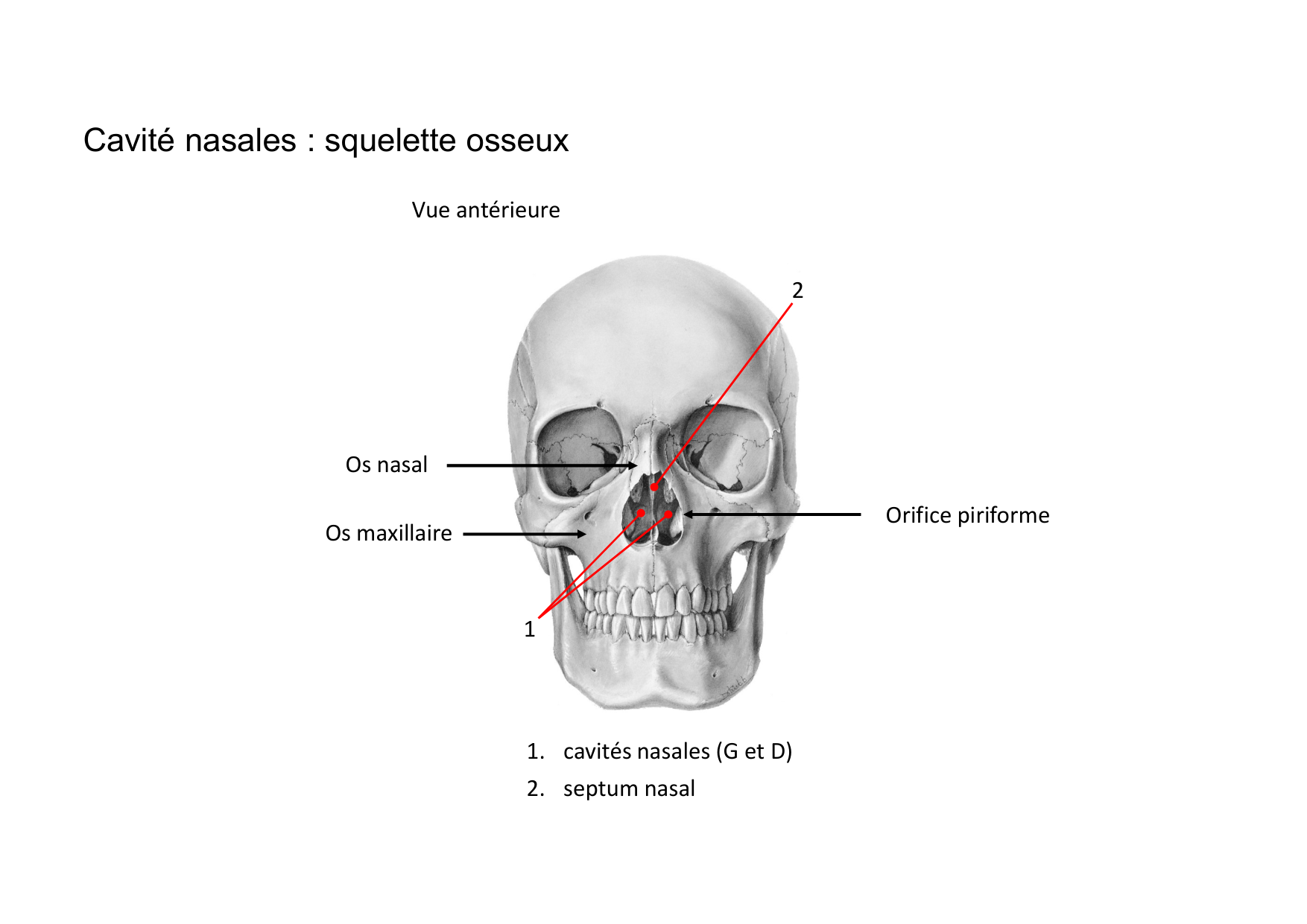 Anatomie de la tete 2 2025 2026 page 28