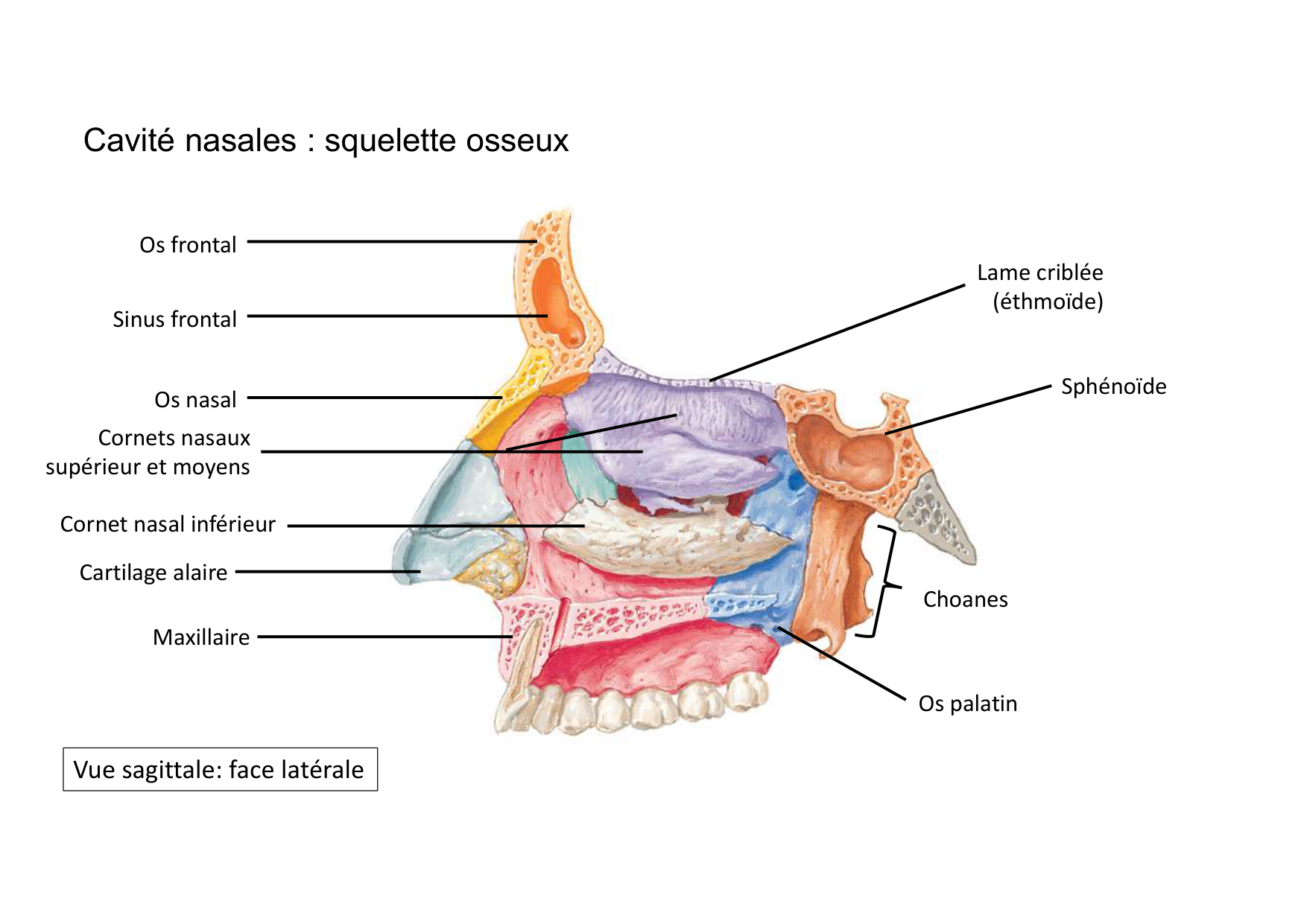 Anatomie de la tete 2 2025 2026 page 29
