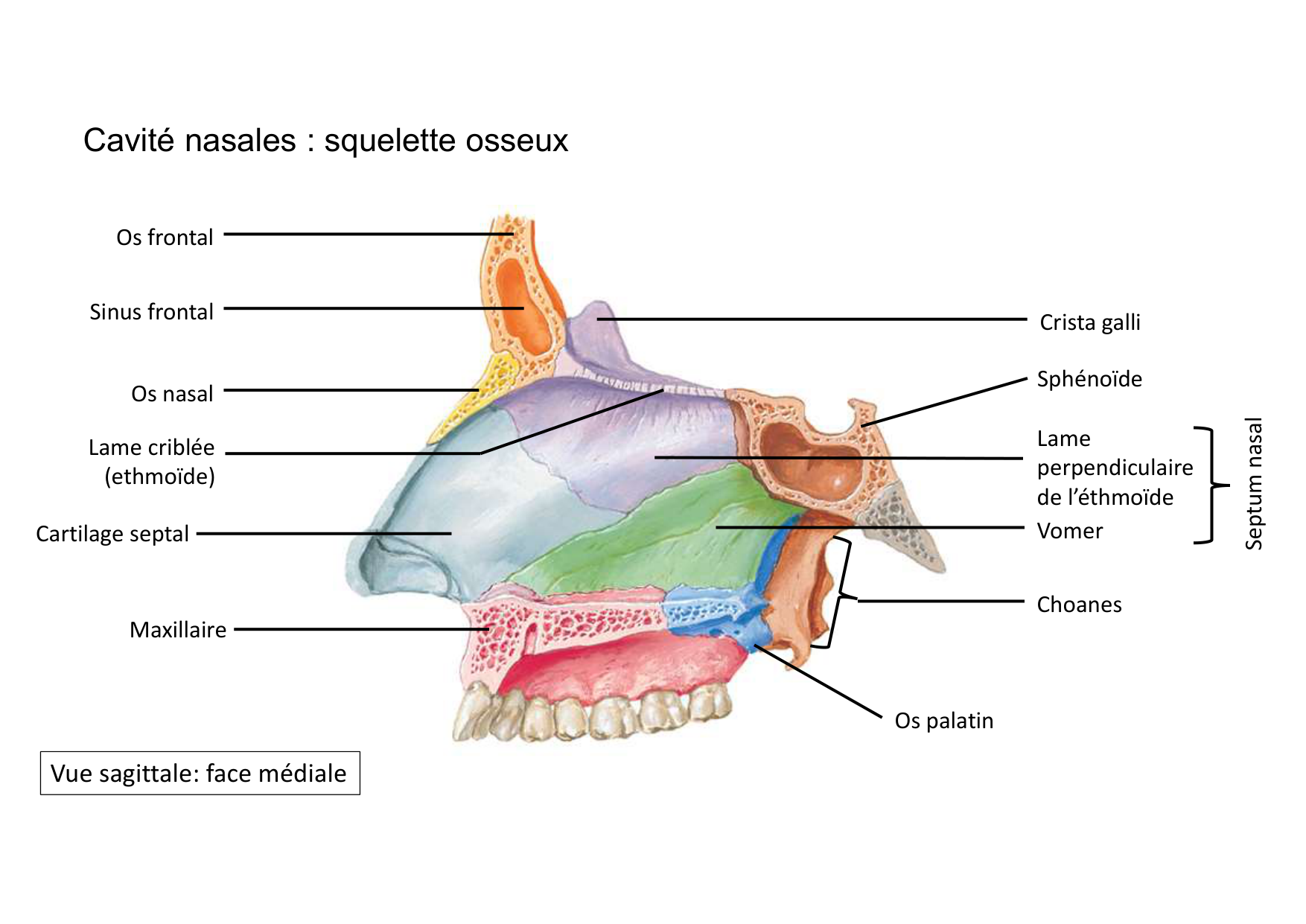 Anatomie de la tete 2 2025 2026 page 30
