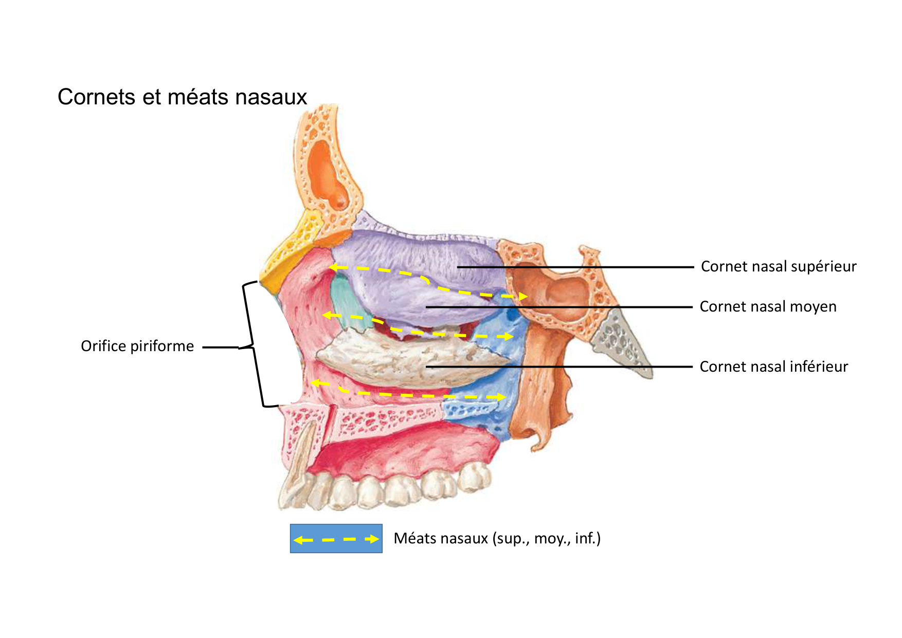 Anatomie de la tete 2 2025 2026 page 31