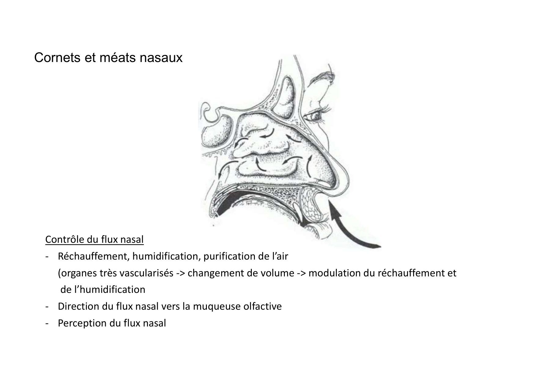 Anatomie de la tete 2 2025 2026 page 32