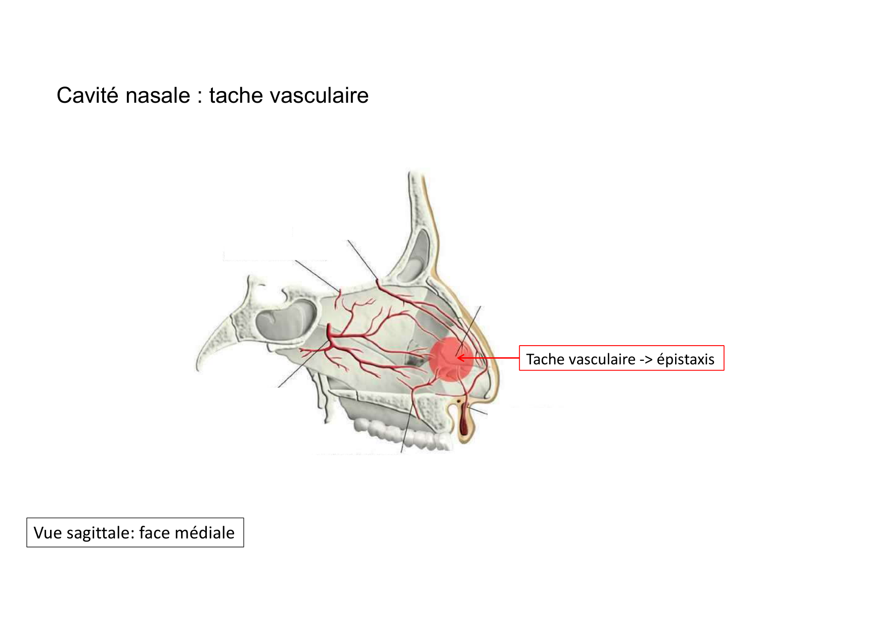 Anatomie de la tete 2 2025 2026 page 33