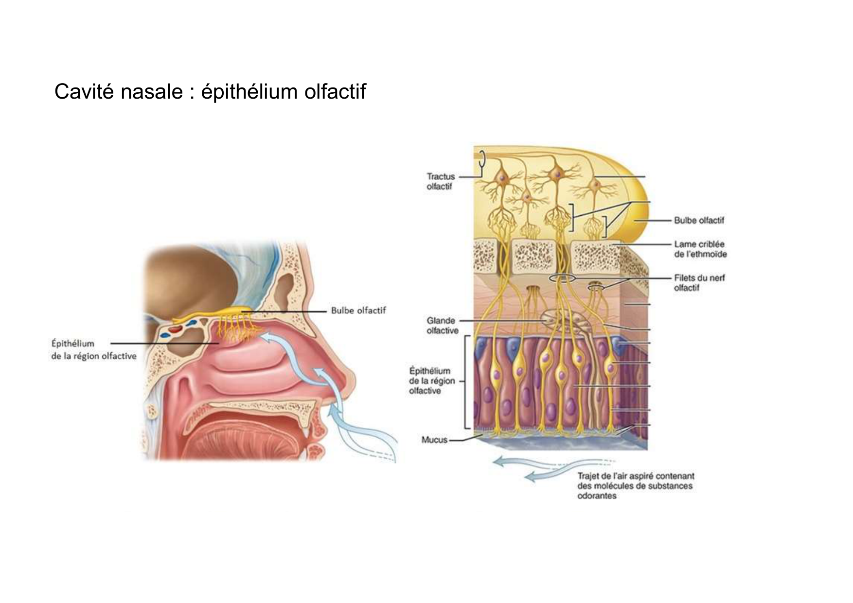 Anatomie de la tete 2 2025 2026 page 34