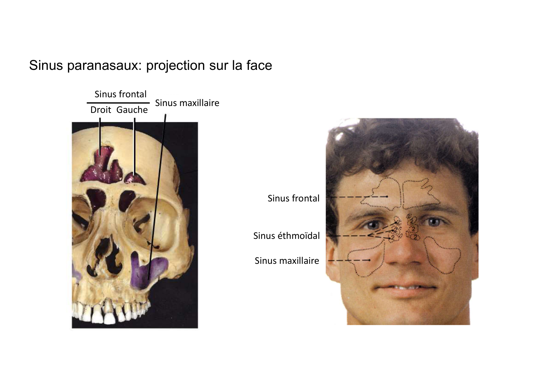 Anatomie de la tete 2 2025 2026 page 37